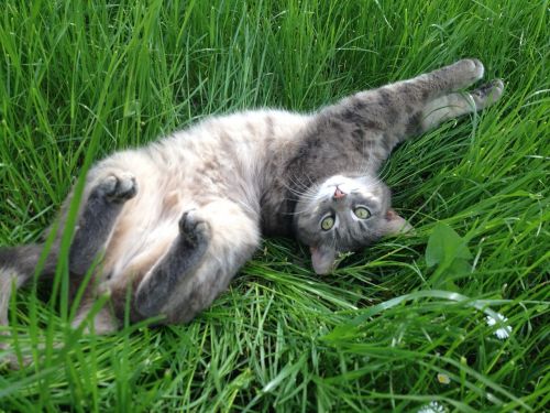 cat grey grass
