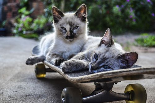 cat skateboard ride