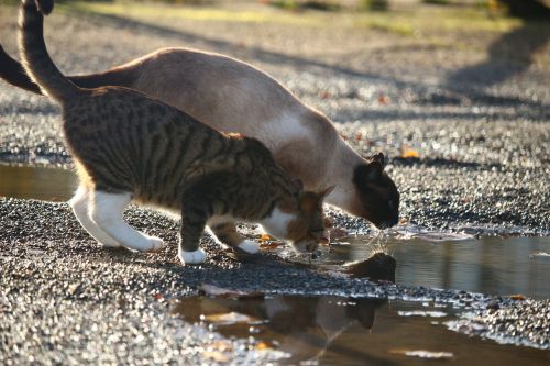 cat puddle drink