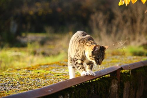 cat autumn mackerel