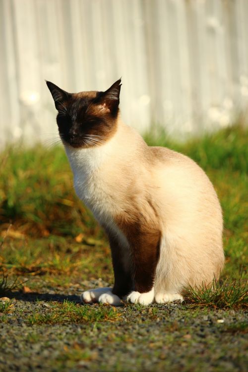 cat autumn siamese cat