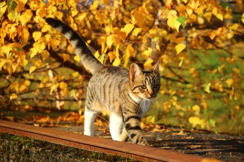 cat autumn leaves