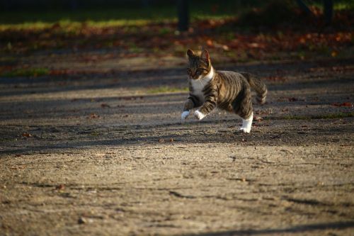 cat kitten autumn