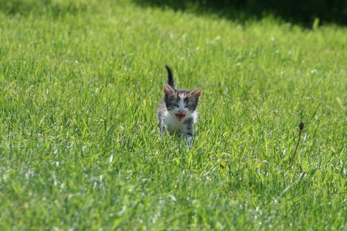 cat kitten cute