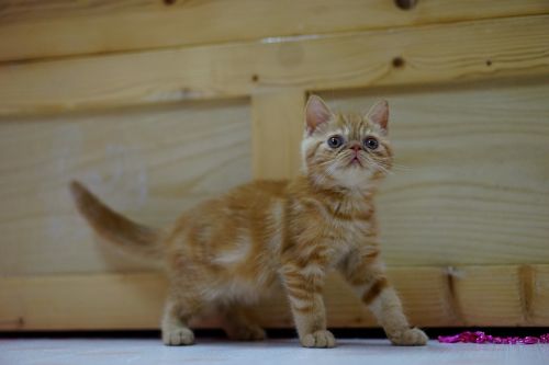 cat exotic shorthair