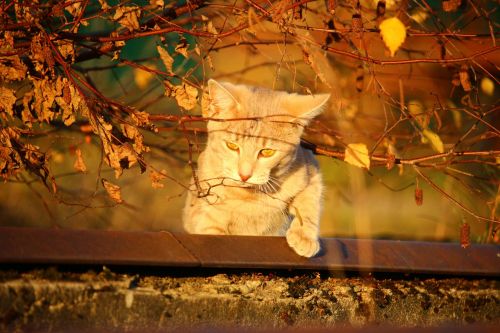 cat autumn evening light