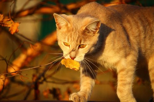 cat autumn evening light