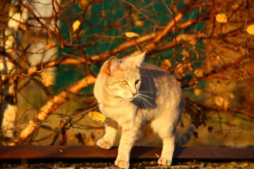 cat autumn evening light