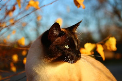 cat autumn siamese cat