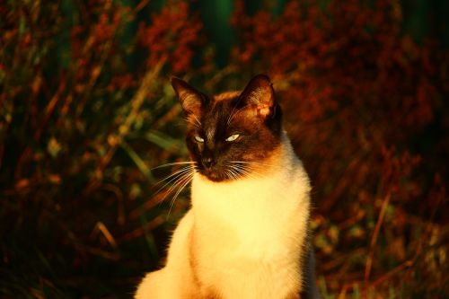 cat autumn siamese cat