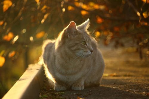 cat autumn fall foliage