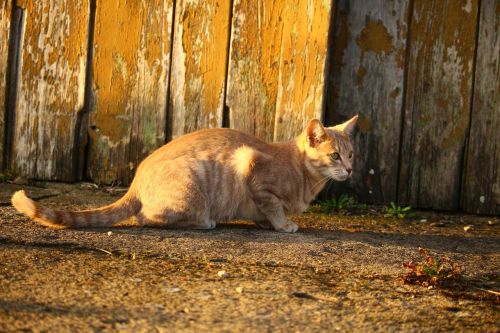 cat autumn wood