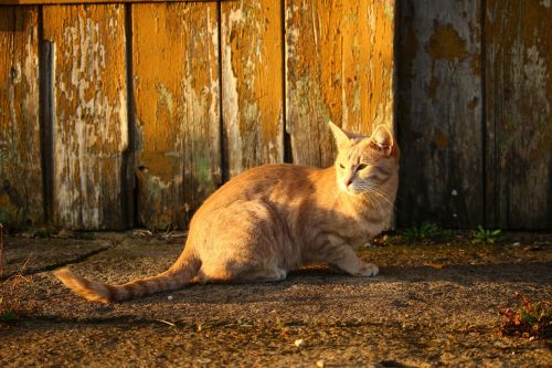 cat autumn wood