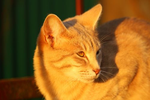 cat autumn evening light