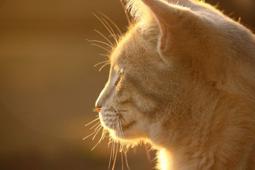 cat cat face light