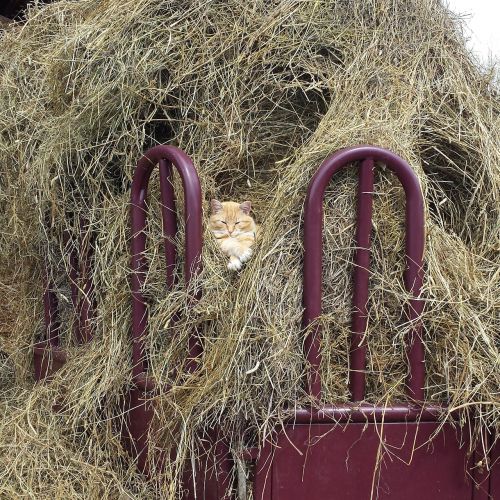 cat hay farm