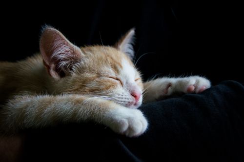 cat cozy sleep