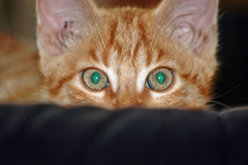 cat view kitten