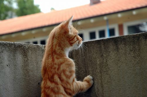 cat kitten watch