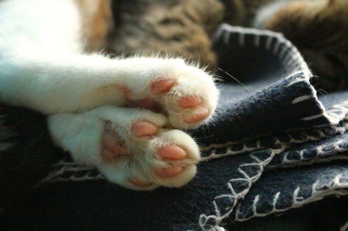 cat paws kitten
