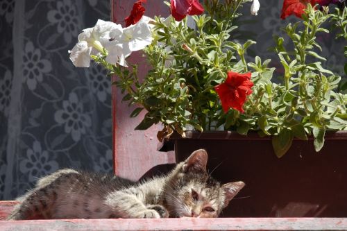 cat flower sun