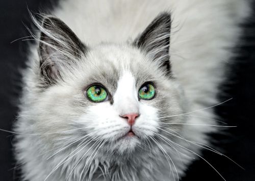 cat animal cat portrait