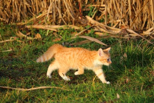 cat kitten cat baby