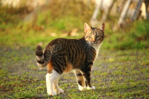 cat kitten mackerel