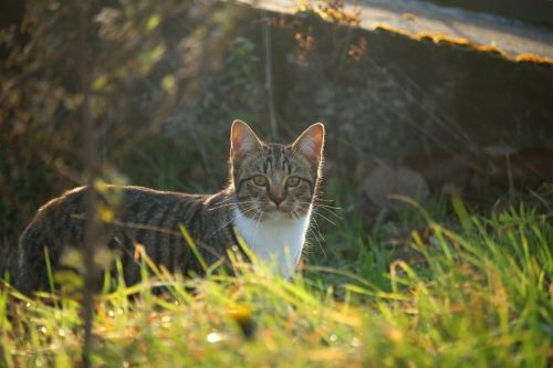 cat mackerel autumn