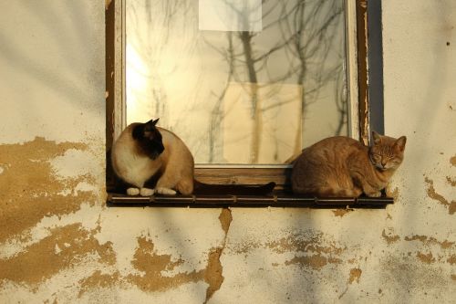 cat window autumn sun