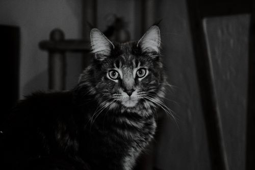 cat black and white night