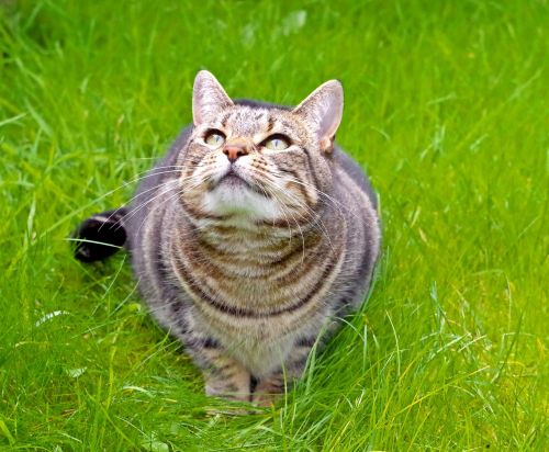 cat grass tabby