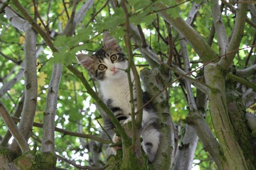 cat pet kitten