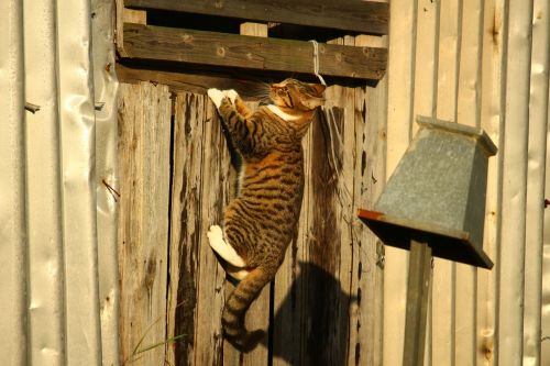 cat mackerel wooden wall