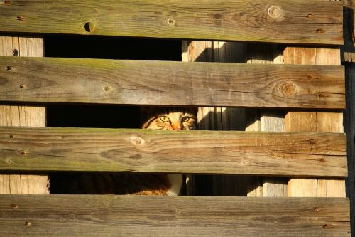 cat hiding place wooden wall