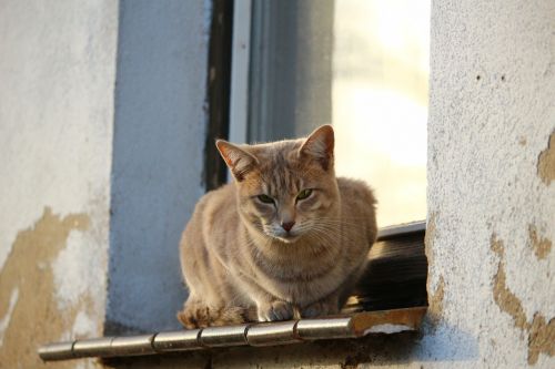 cat mackerel window