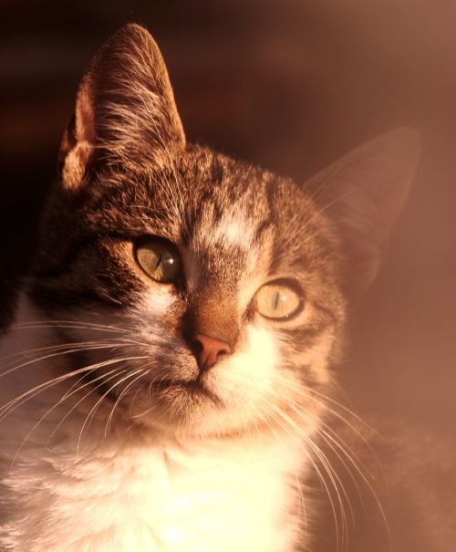 cat portrait sunlight