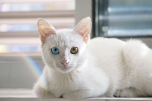 cat cute white cat