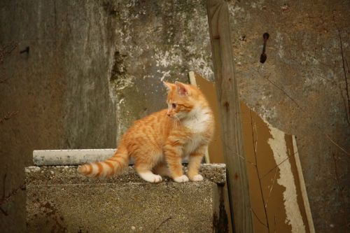 cat kitten stone wall