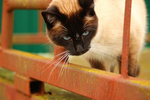 cat siamese cat siam