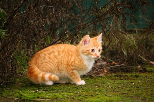 cat kitten red mackerel tabby