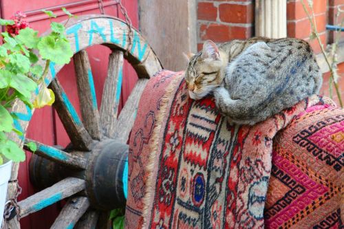cat carpet wheel