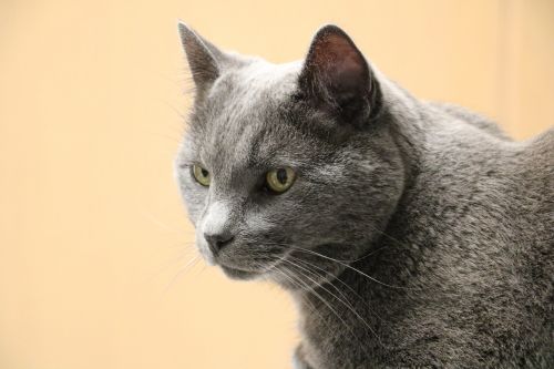 cat gray cat old cat