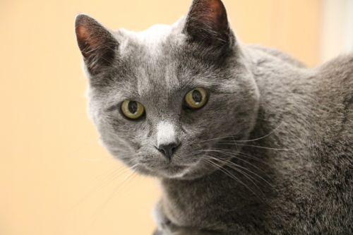 cat gray cat old cat