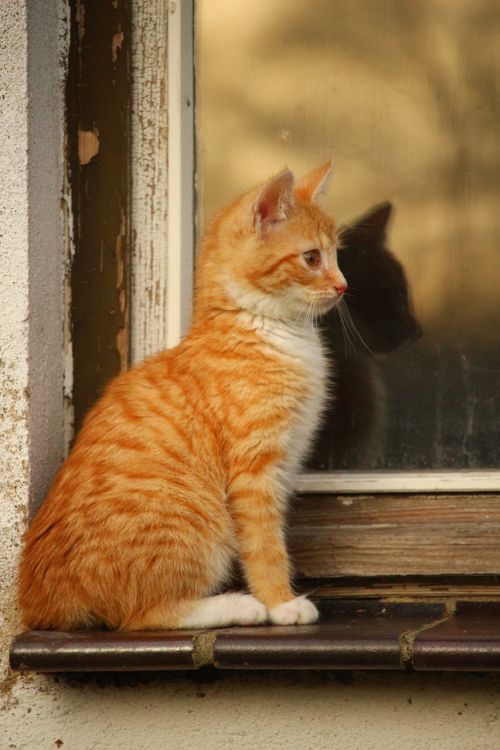 cat mirroring window