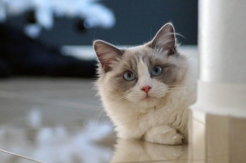 cat ragdoll kitten