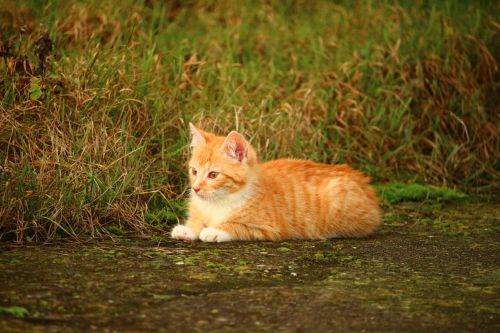 cat kitten grass