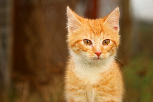 cat kitten grass