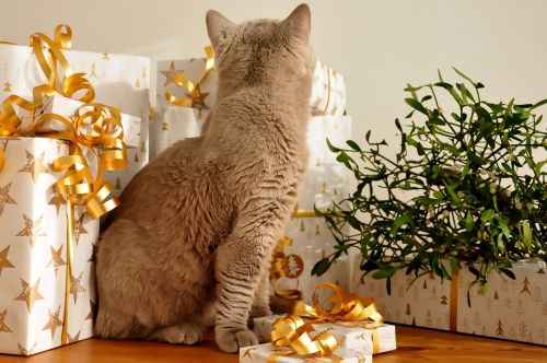 cat christmas gifts