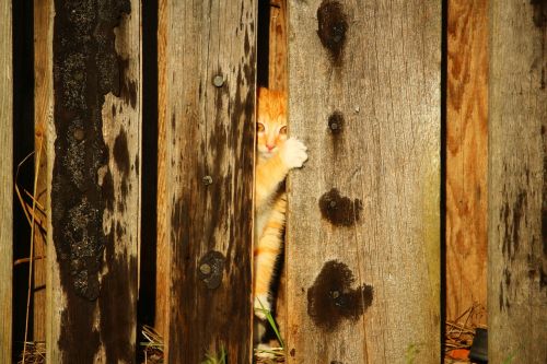 cat kitten wooden wall